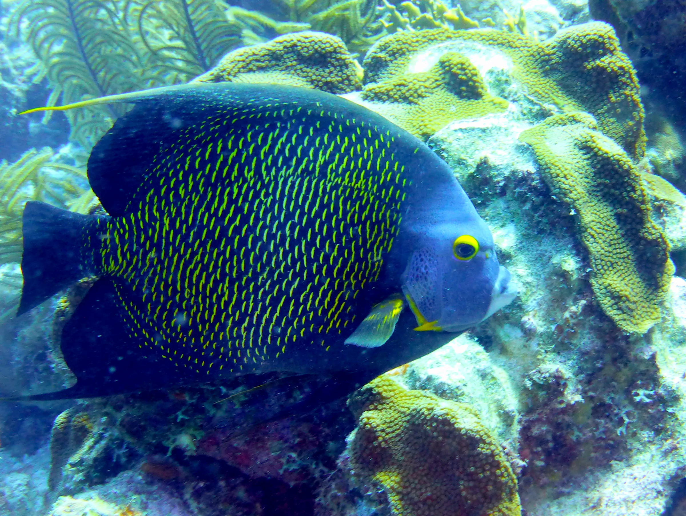French Angelfish, Bonaire, 2013