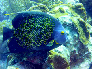 Underwater photograph by Joel Bergsma