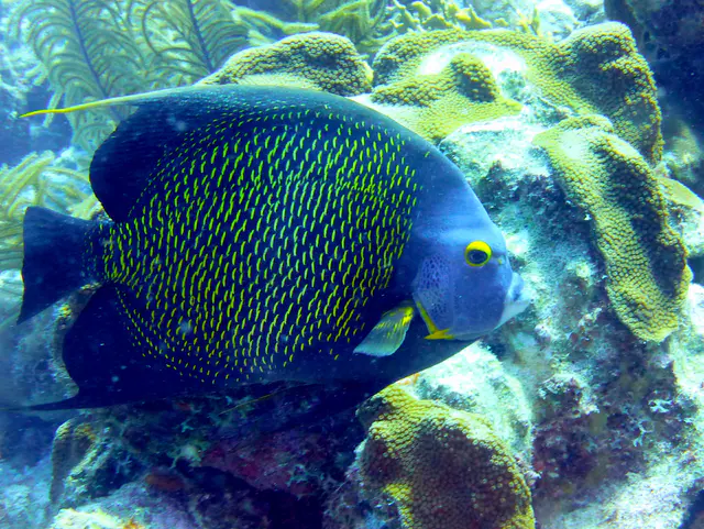Underwater photograph by Joel Bergsma