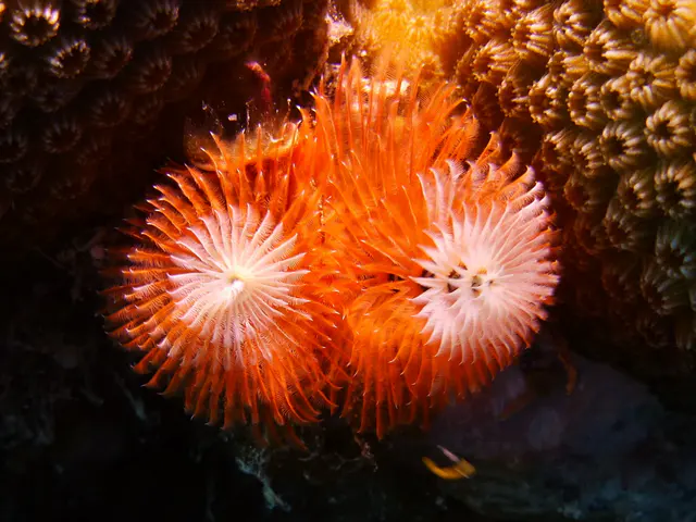 Underwater photograph by Joel Bergsma