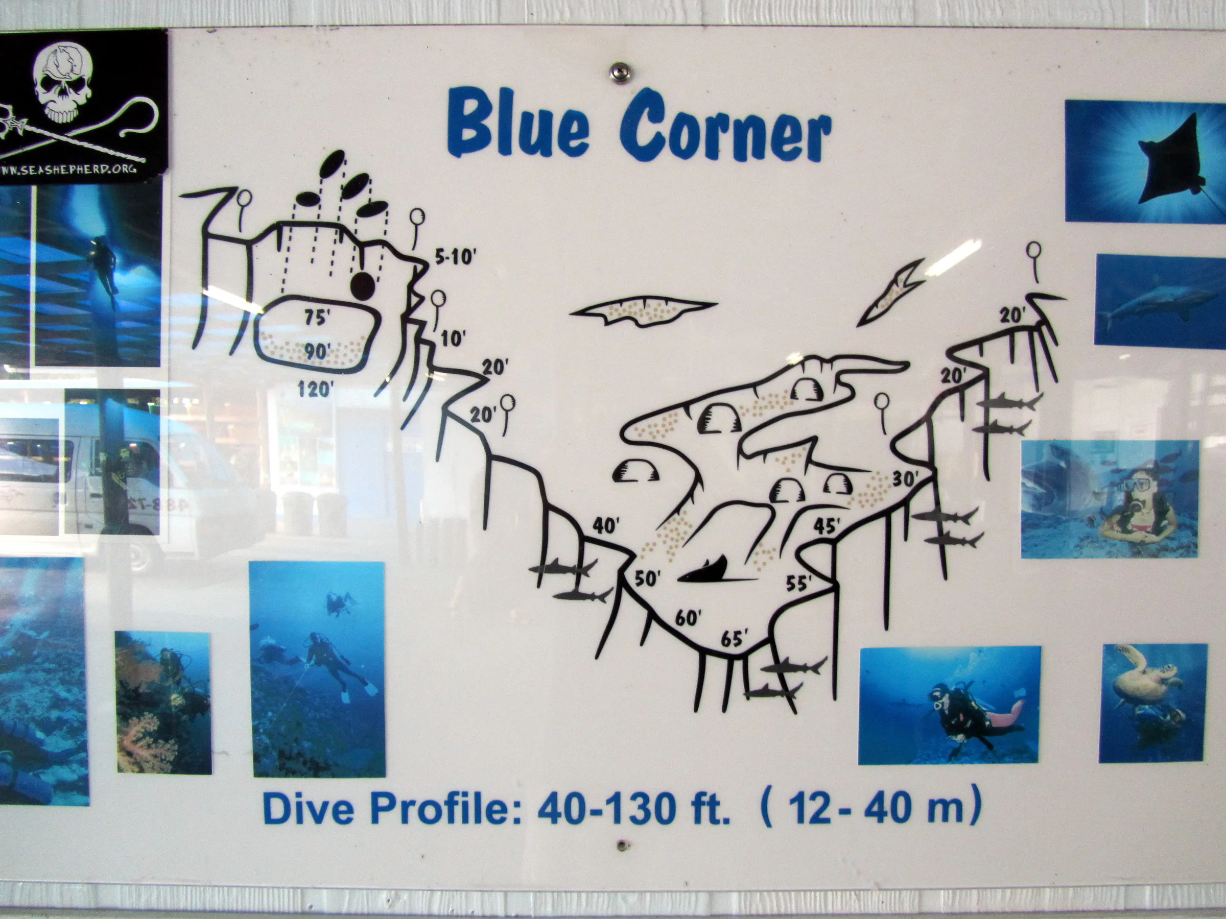 Blue Corner divesite map located at Sam's Tours.  On the upper right of the map are shown the four blue holes leading through the reef to a subway stop sized cavern whose large exit is between 75' and 90' deep.  When we dive the blue holes, we exit the cavern at this depth and then drift and swim along the vertical wall toward the tip of the blue corner (where the top of the reef is 65' deep).