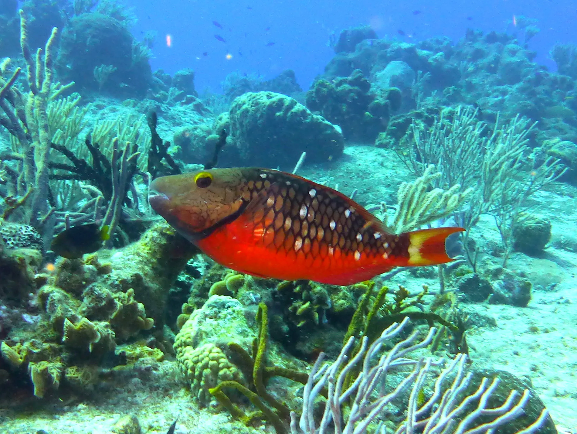 Parrotfish, Cozumel, 2013