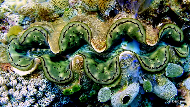 Underwater photograph by Joel Bergsma