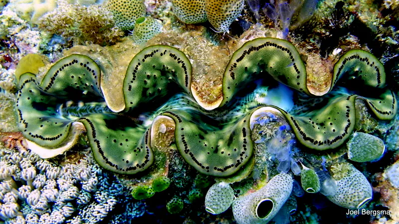 Underwater photograph by Joel Bergsma