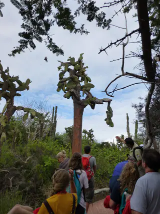 Galapagos Cactus Trees along the pathway to El Garrapatero Beach.