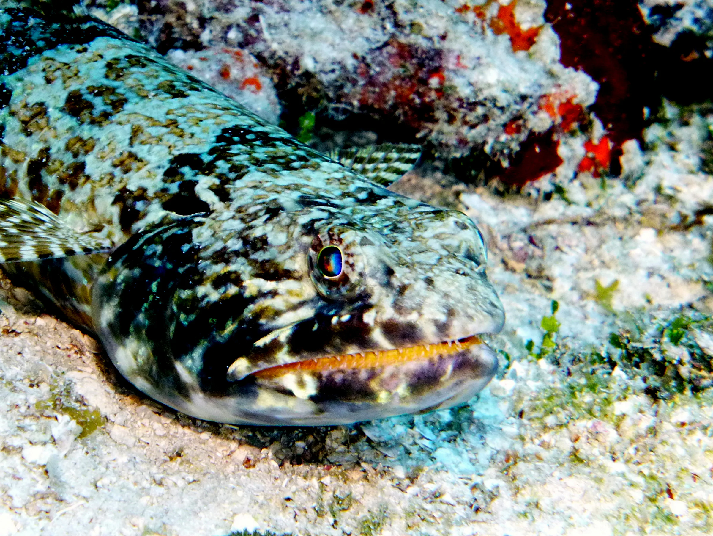 Sand diver