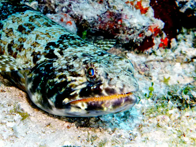 Sand diver