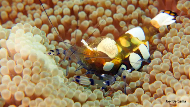 Underwater photograph by Joel Bergsma
