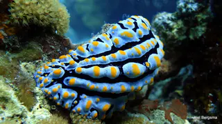 Underwater photograph by Joel Bergsma