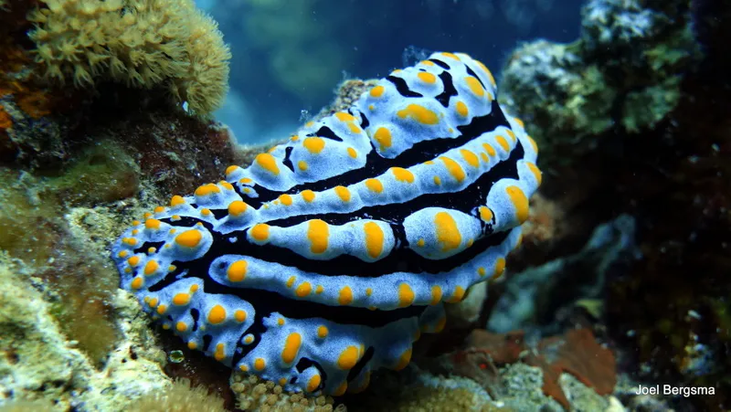 Underwater photograph by Joel Bergsma