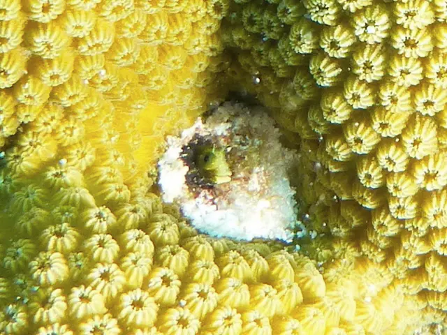 tiny eel
