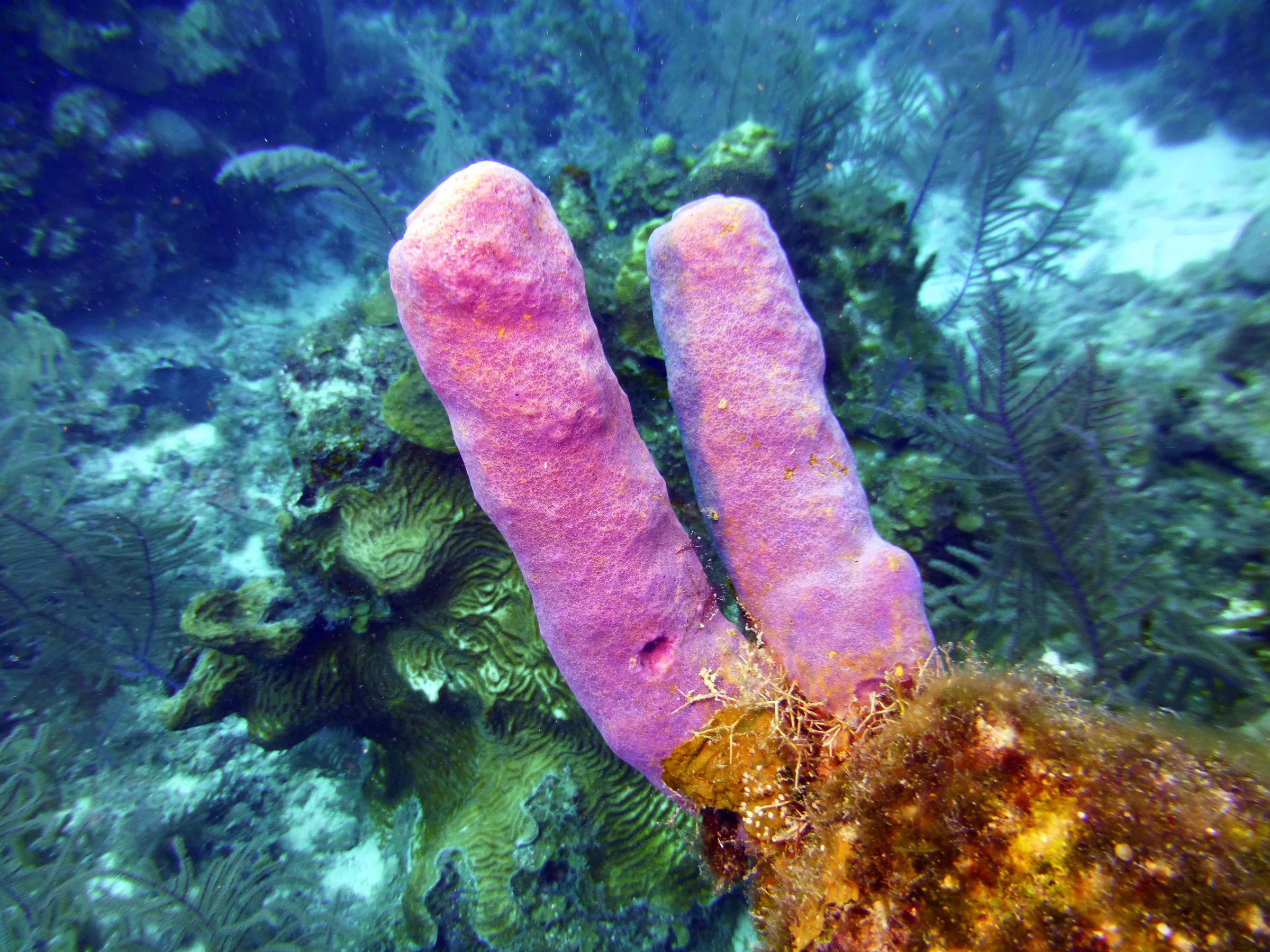 Pink Tube Sponge, Belize, 2017