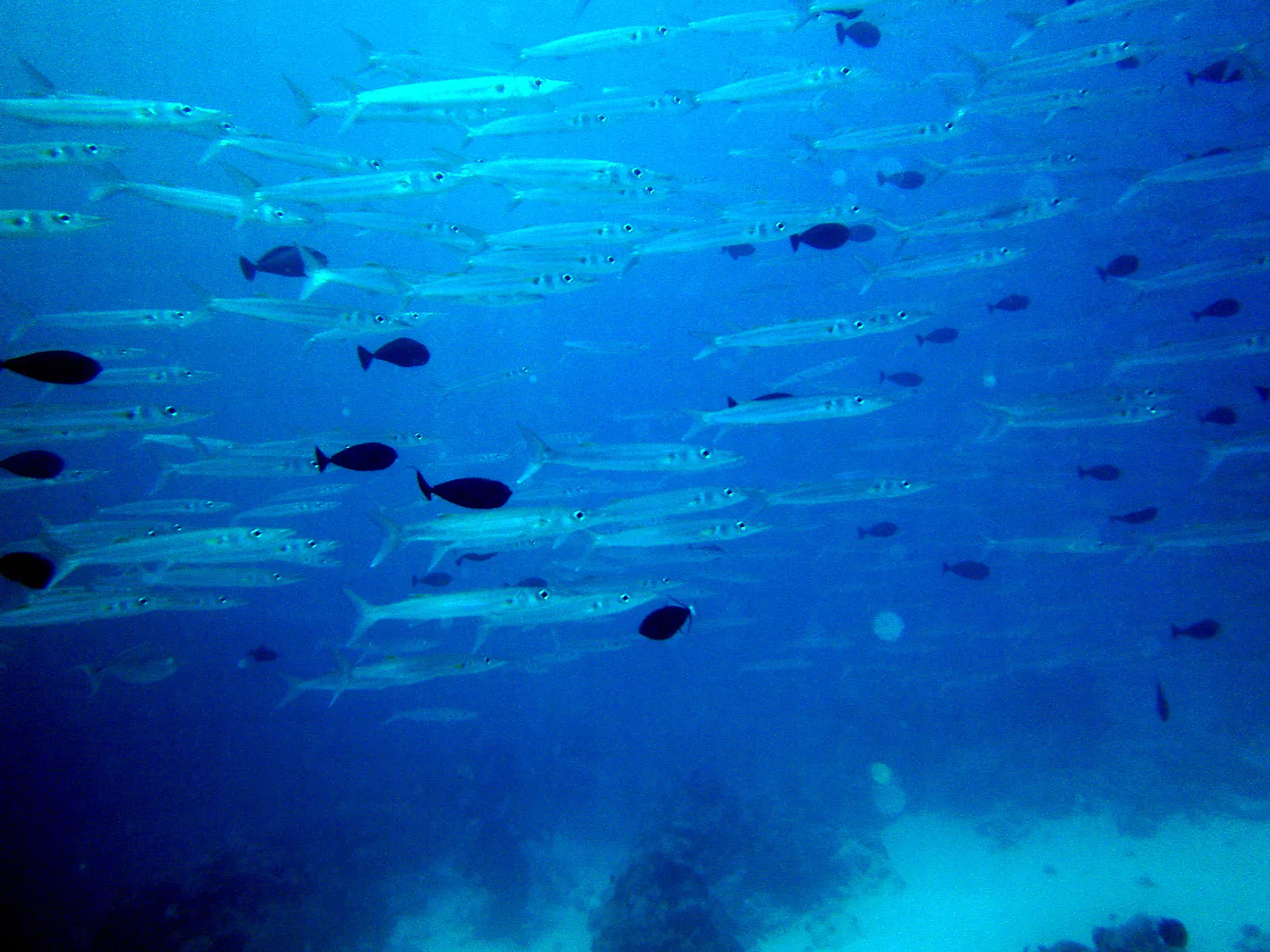 A school of barracuda.