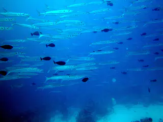 A school of barracuda.