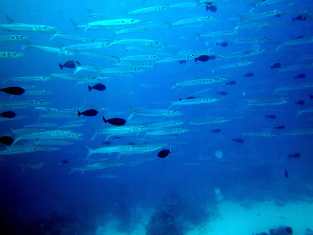 A school of barracuda.