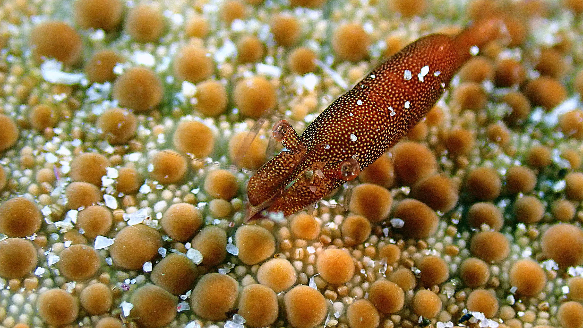 Philippines underwater photograph, 2022