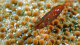 Underwater photograph by Joel Bergsma