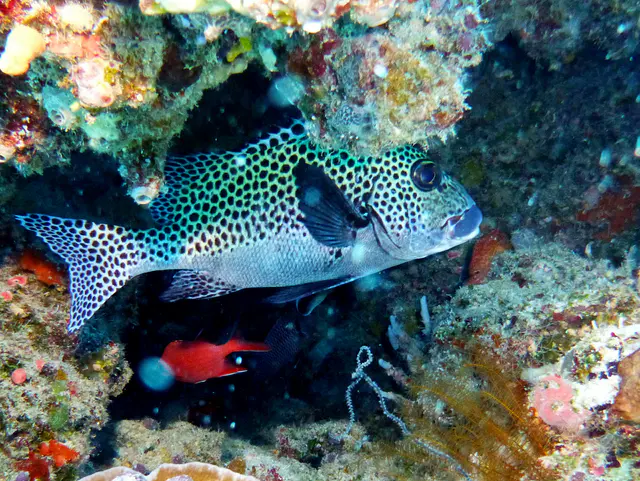 Underwater photograph by Joel Bergsma