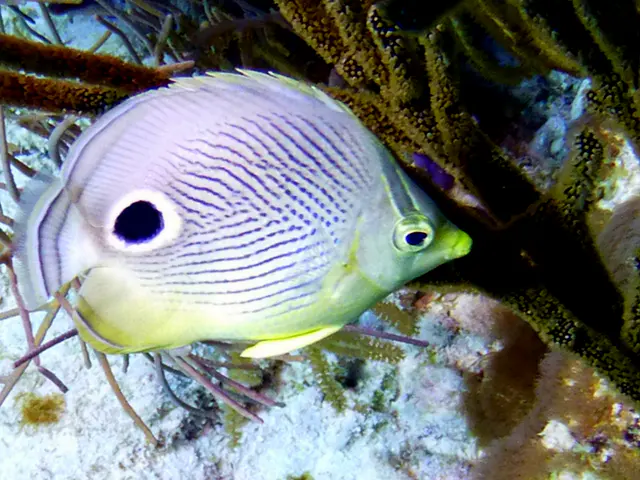 Underwater photograph by Joel Bergsma