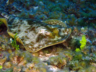 Underwater photograph by Joel Bergsma