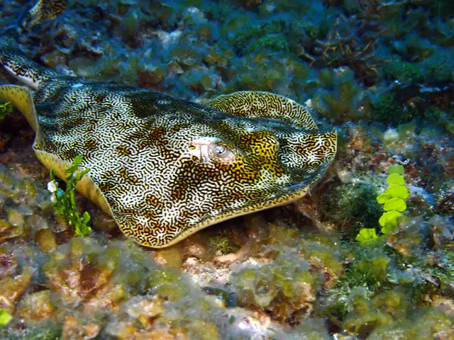Underwater photograph by Joel Bergsma
