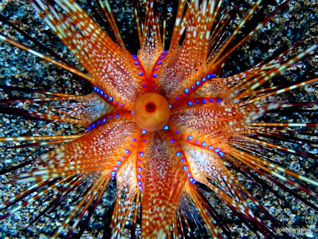 Underwater photograph by Joel Bergsma