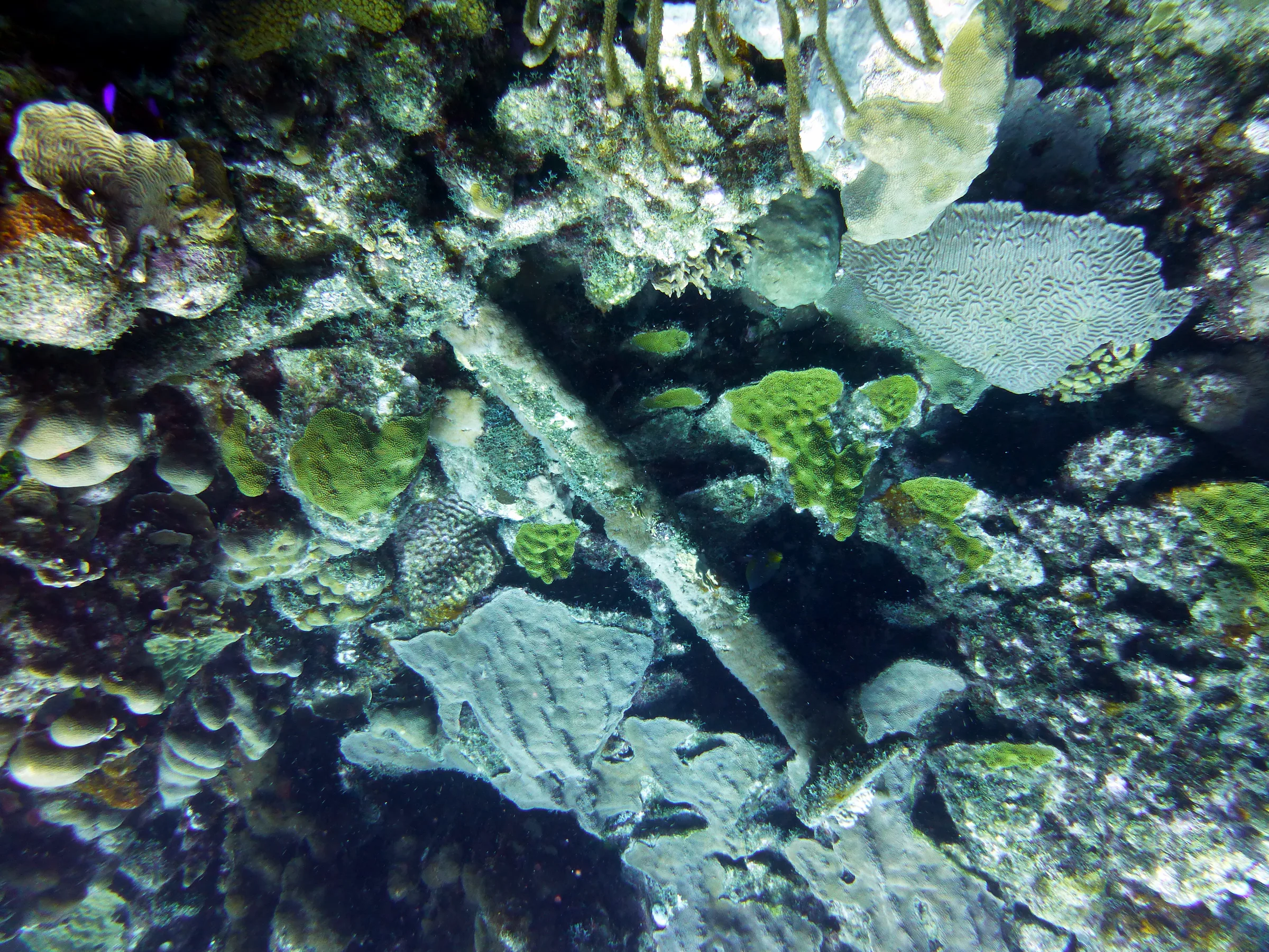 Bonaire underwater photograph, 2013
