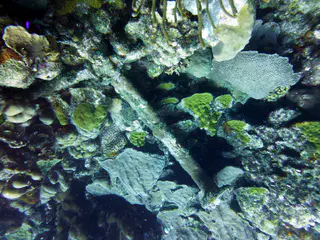 Underwater photograph by Joel Bergsma