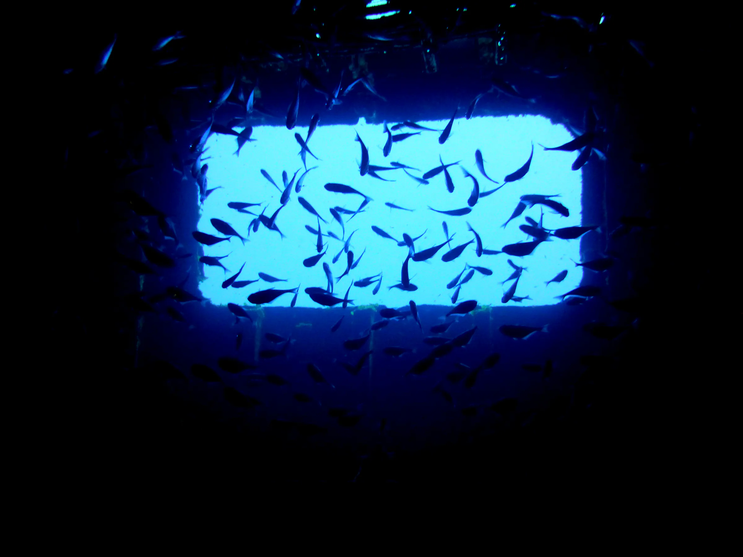 Cozumel underwater photograph, 2014
