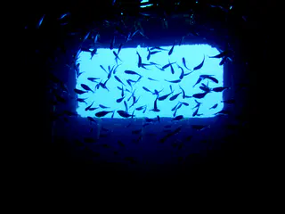 Underwater photograph by Joel Bergsma