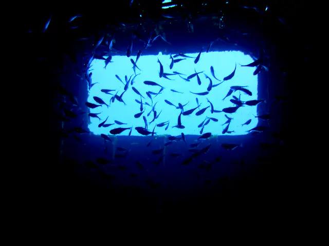 Underwater photograph by Joel Bergsma