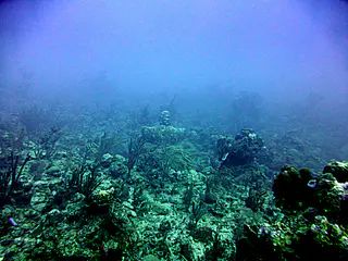 Underwater photograph by Joel Bergsma