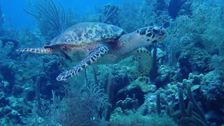 Underwater photograph by Joel Bergsma