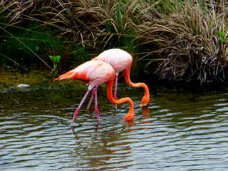 Flamingos.