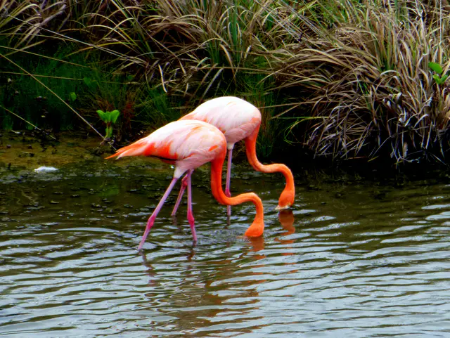 Flamingos.