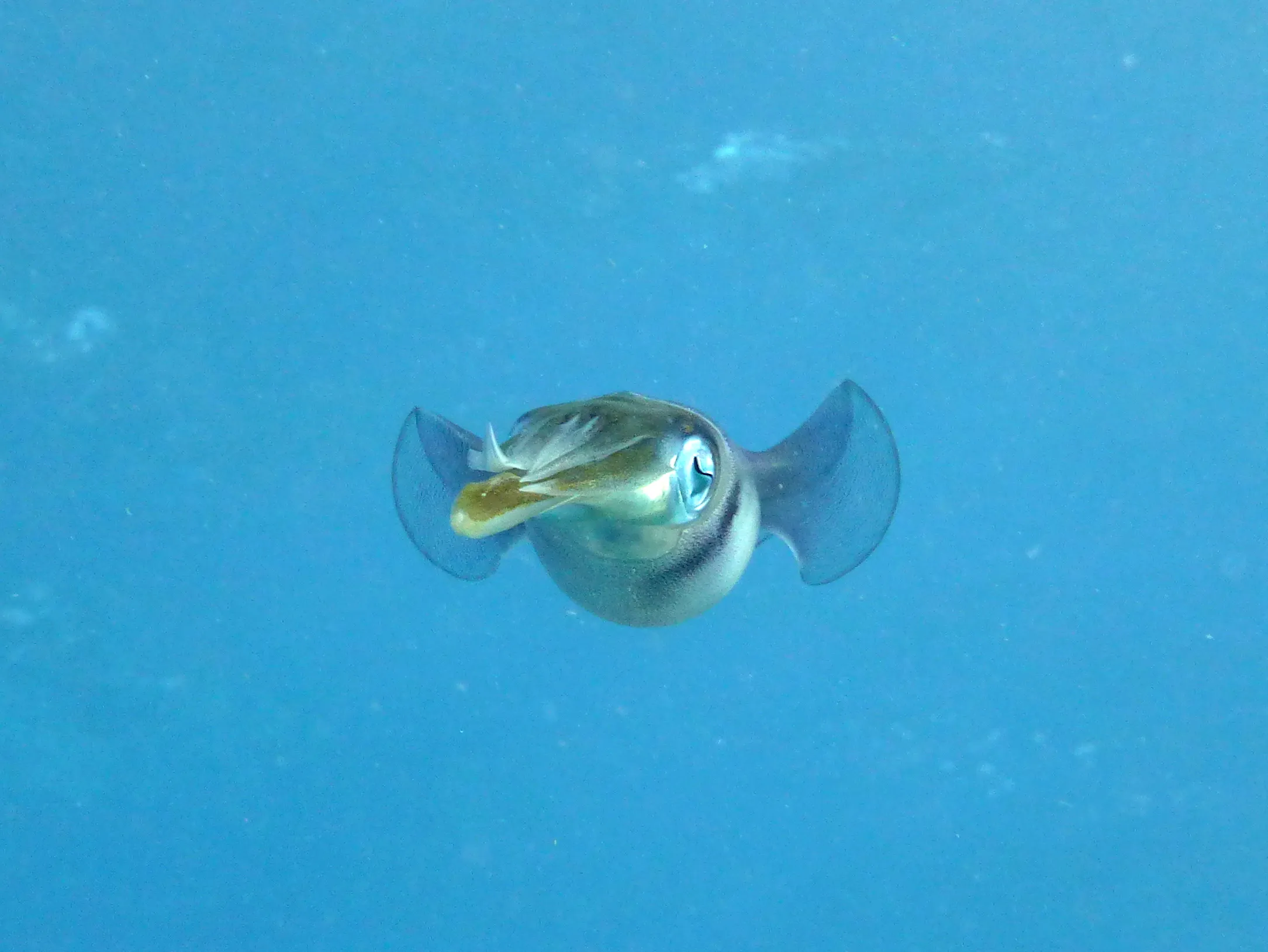Squid, Bonaire, 2013