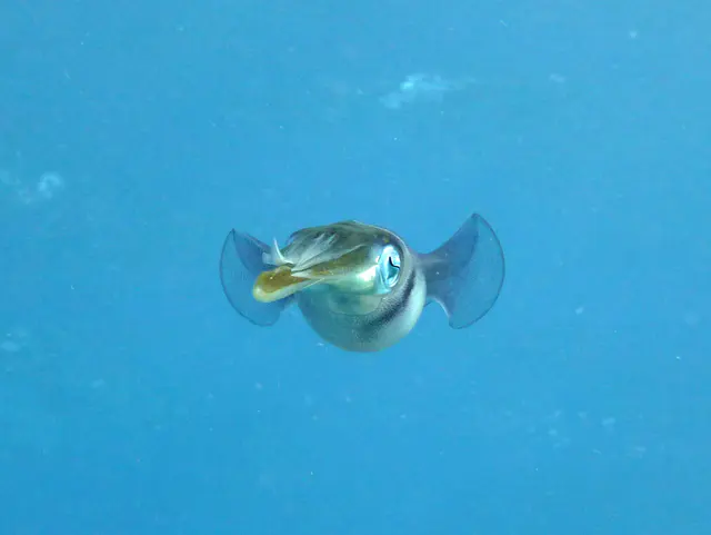 Underwater photograph by Joel Bergsma