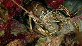 Lobster