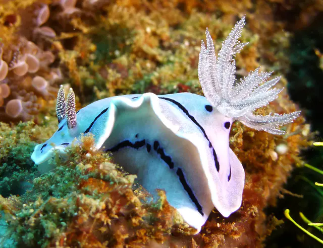 Underwater photograph by Joel Bergsma