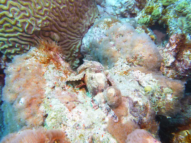 Underwater photograph by Joel Bergsma