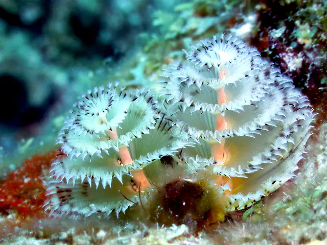 Underwater photograph by Joel Bergsma