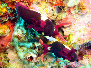 Underwater photograph by Joel Bergsma