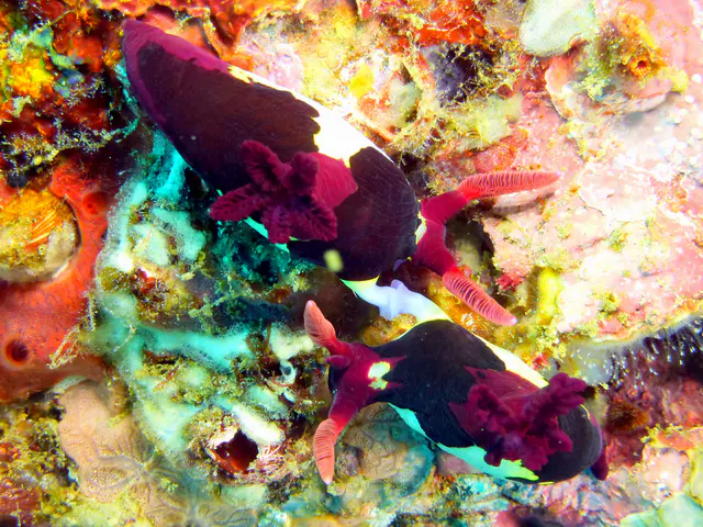 Underwater photograph by Joel Bergsma