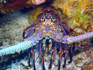 Underwater photograph by Joel Bergsma
