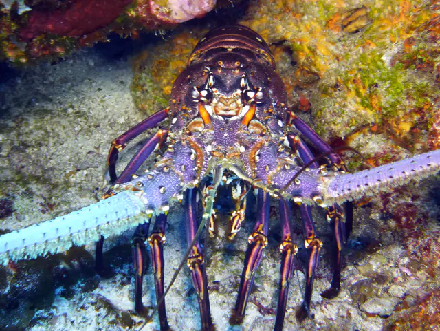 Underwater photograph by Joel Bergsma