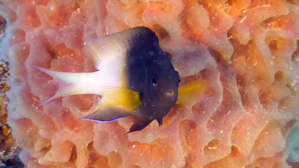 Underwater photograph by Joel Bergsma