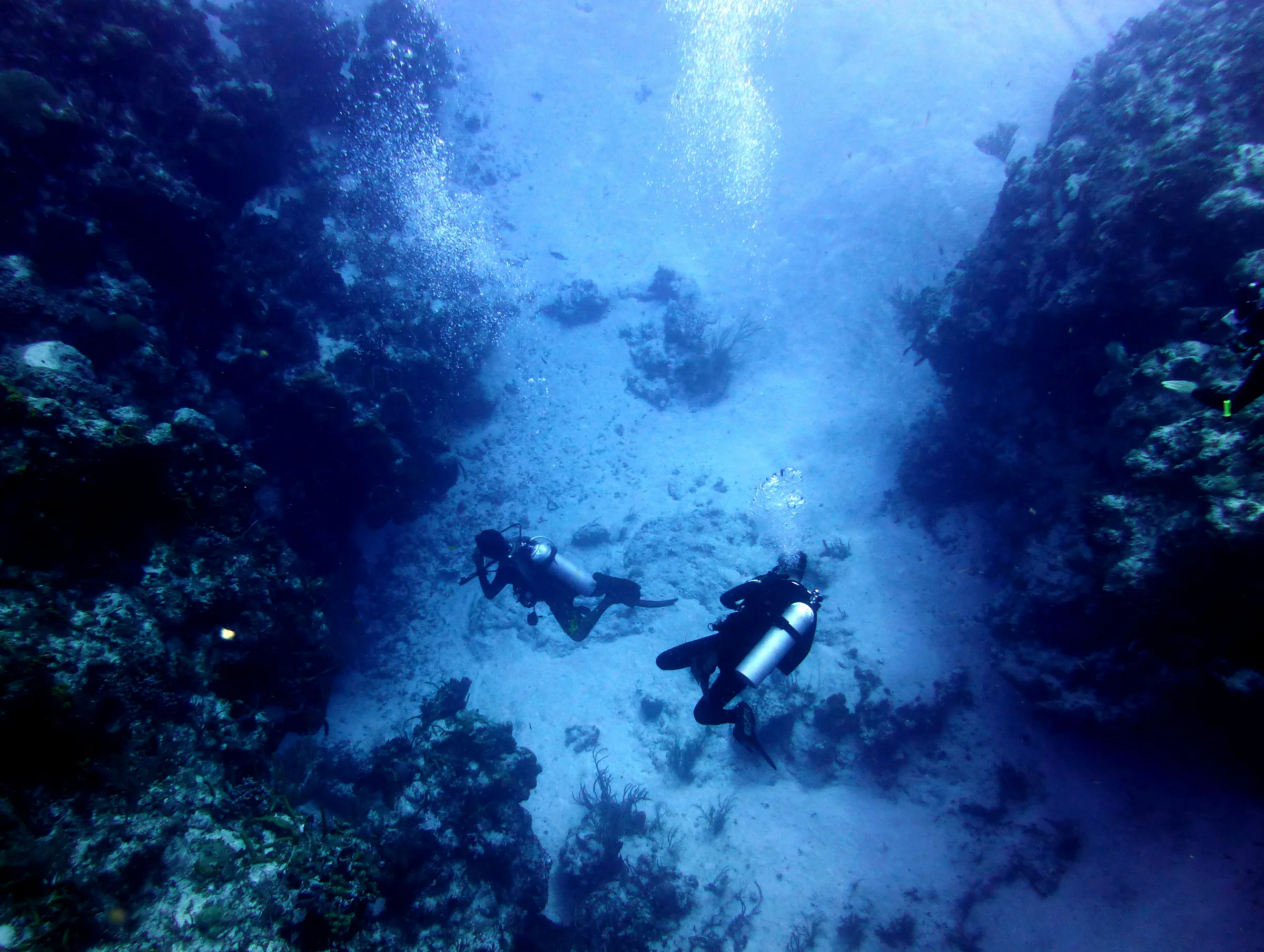 Cozumel underwater photograph, 2014