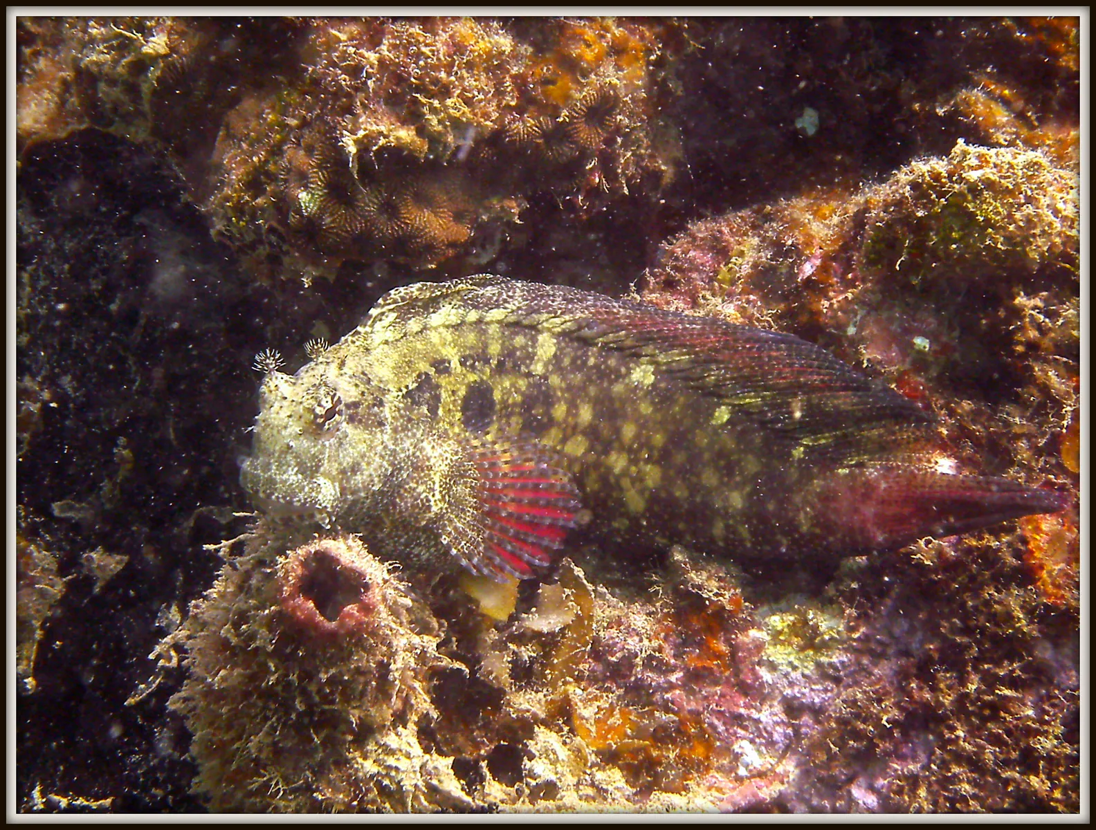 Dragonet. See Gerald Allen, et al, Reef Fish Identification - Tropical Pacific (2003) at page 292.