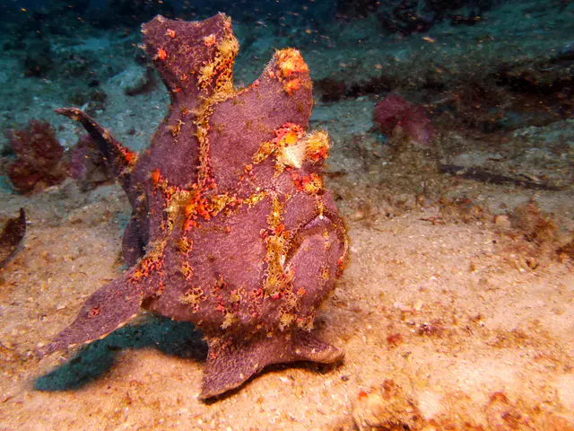 Underwater photograph by Joel Bergsma