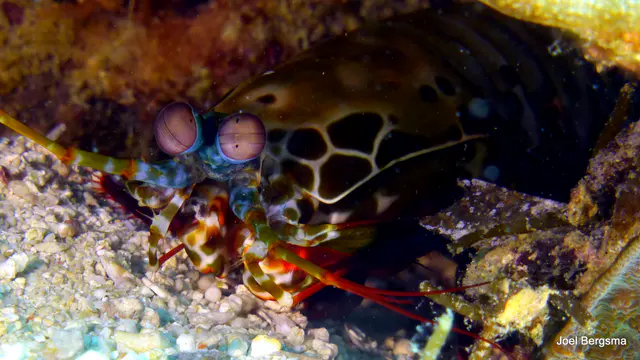 Underwater photograph by Joel Bergsma